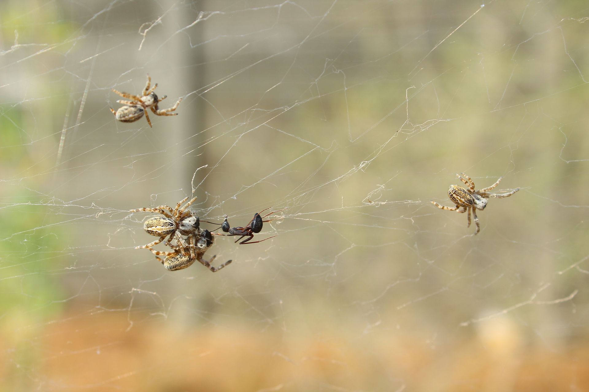 Close-up of spiders interacting on a web in Tiruppur, India.